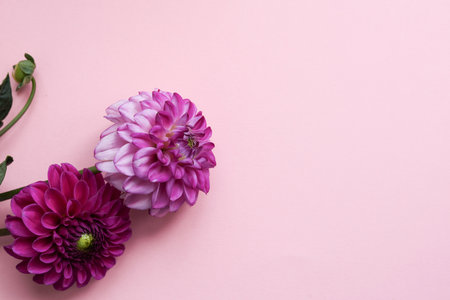 colorful dahlia flowers on a pastel pink backgroundの写真素材