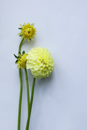 bright yellow dahlia flower on a white backgroundの写真素材