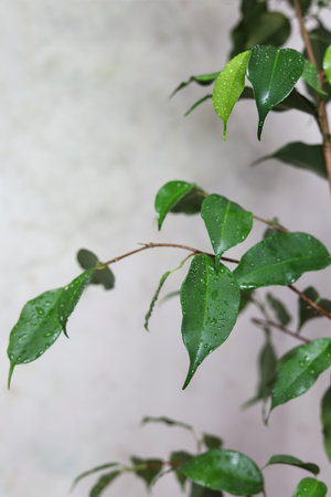a close up of weeping fig ficus leaves covered in water drops