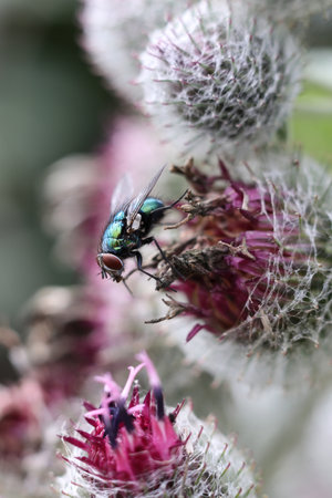a house fly on the Arctium tomentosum, Wooly Burdock flower