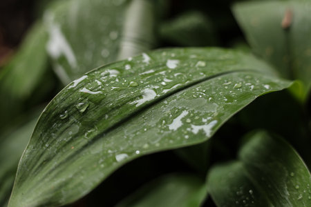 the leaves of Lily of the valley covered in rain dropsの写真素材