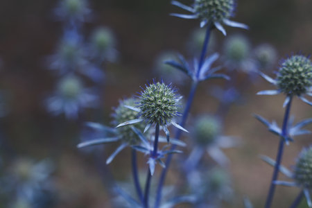 Eryngium lanceolatum, also known as sea holly