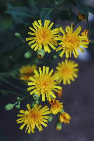 Hieracium, known by the common name hawkweed and classically as hierakion flowerの写真素材
