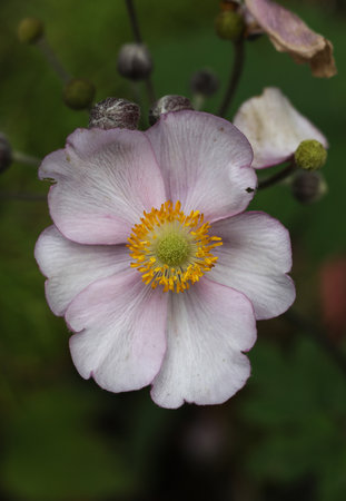 a close up of pink Japanese windflowers in the summer gardenの写真素材