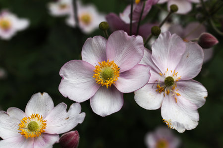 a close up of pink Japanese windflowers in the summer gardenの写真素材
