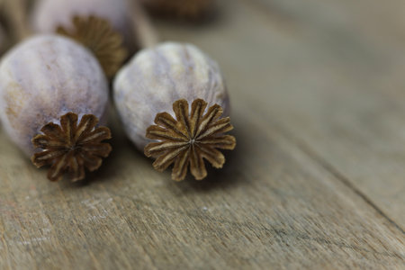 a close up of dried poppies and poppy seeds on a wooden tableの写真素材