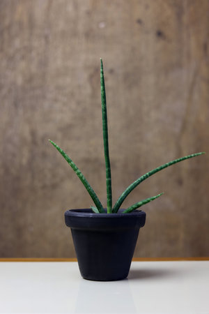 Dracaena trifasciata plant in a pot on a wooden background.の写真素材