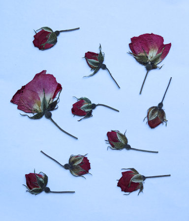 dry roses isolated on white background.の写真素材