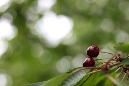cherries growing on the tree with a bokeh background