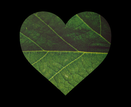 Heart shaped leaf isolated on black background with space for your text.の写真素材