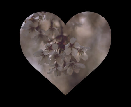 cherry blossom in heart shape isolated on black background, nature background