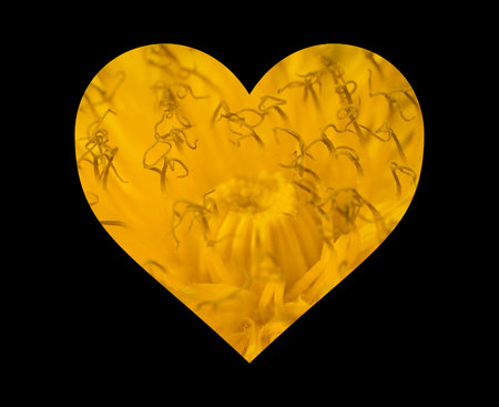 Yellow heart with macro dandelion on a black background. Isolatedの写真素材