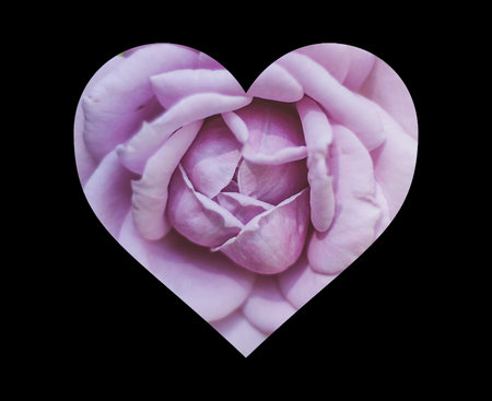 Pink rose in the shape of a heart, isolated on black backgroundの写真素材