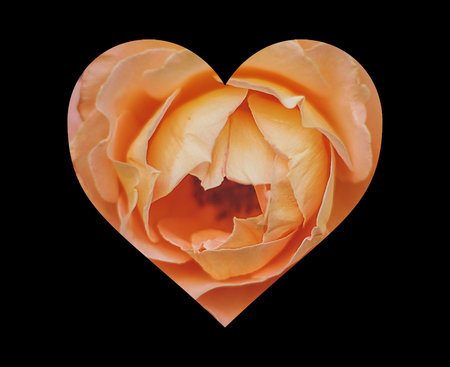Orange rose heart isolated on black backgroundの写真素材