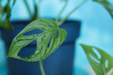 Monstera adansonii, the Adanson's monstera, Monkey mask, Swiss cheese plant, or five holes plant leaf with water droplets on itの写真素材