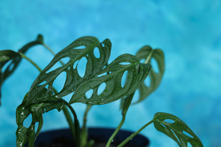 Monstera adansonii, the Adanson's monstera, Monkey mask, Swiss cheese plant, or five holes plant...