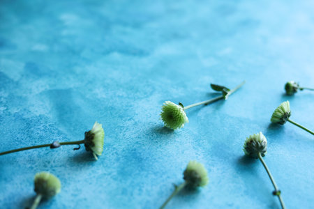 Green chrysanthemum buds on blue background. Flat lay, top view.の写真素材