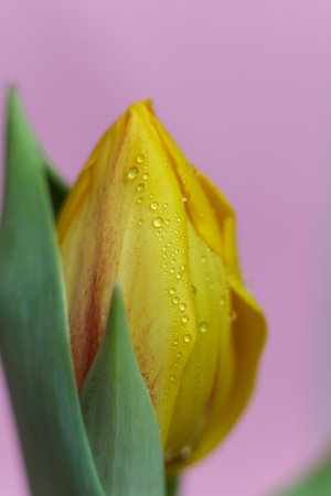 Yellow tulip with water drops on the petals on a pink background