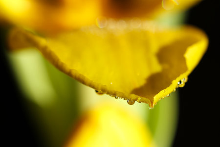 Yellow tulip with water droplets on petals close-upの写真素材