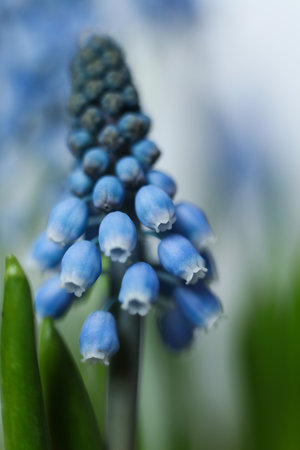 Muscari armeniacum, blue spring flowers macro shotの写真素材