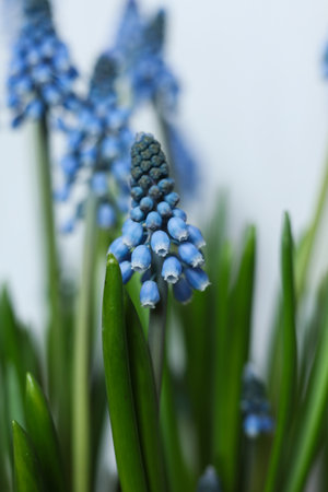 Muscari armeniacum, blue spring flowers macro shotの写真素材