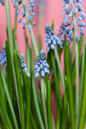 Blue grape hyacinths on a pink background, close-up