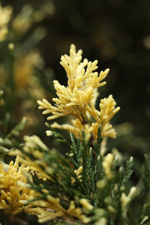 Cypress tree with yellow flowers, close-up. Nature background