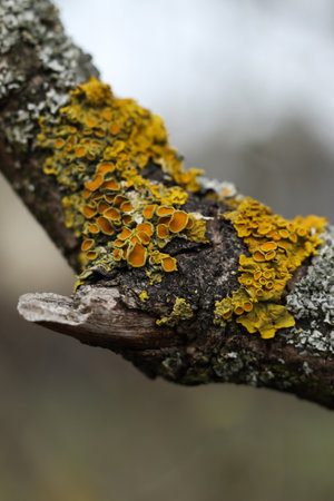 Yellow Maritime sunburst lichen on a tree branch in winter forest close-up