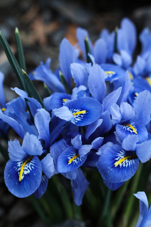 Blue Iris reticulata the netted iris or golden netted iris close up flowers in the garden. Shallow...