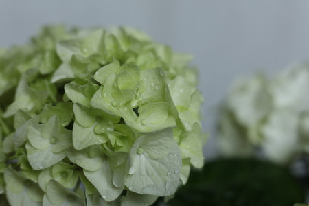 hydrangea, Green hydrangea with drops of dew on the petals