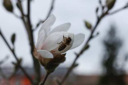 A bee on a white flower of a magnolia tree in springの写真素材