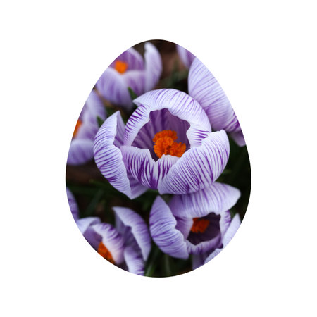 Easter egg with crocus flowers. Isolated on white background.の写真素材
