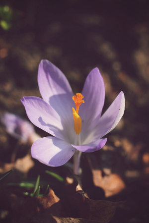 Vintage photo of a crocus flower in the spring forest.の写真素材