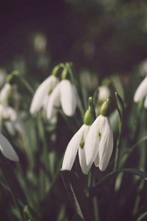 Snowdrop flower, Galanthus nivalis, close up