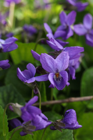 Viola odorata, common violet, blooming in the gardenの写真素材