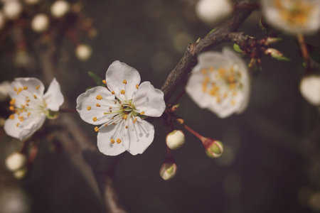 Mirabelle plum blossom in the springの写真素材