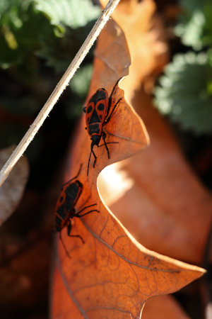 The firebug, Pyrrhocoris apterus on a dry leaf. Selective focus.