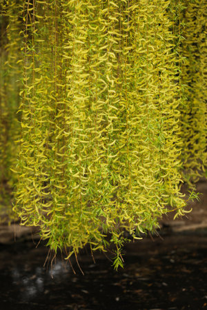 Willow tree with yellow leaves in the park. Selective focus.