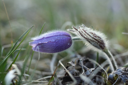 Pasqueflowers (Pulsatilla patens) with water drops on the field with grass.
