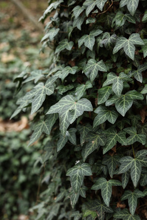 Hedera helix, the common ivy, English ivy, European ivy close upの写真素材
