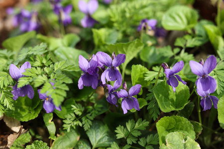 Purple flowers of violets (Violets odorata)