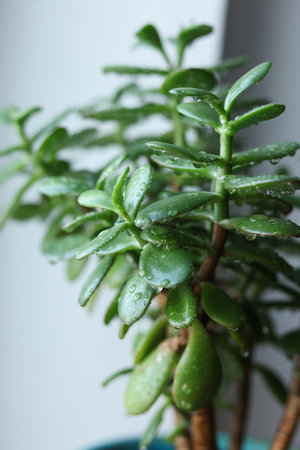 Succulent Crassula ovata, commonly known as jade plant, lucky plant, money plant or money tree plant in a pot on the windowsill. Close-upの写真素材