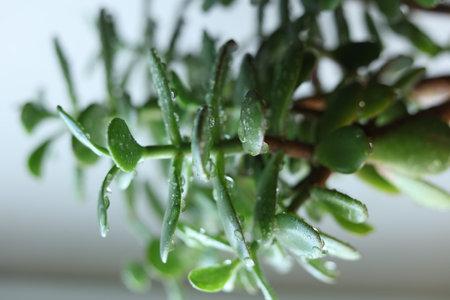 Succulent Crassula ovata, commonly known as jade plant, lucky plant, money plant or money tree plant in a pot on the windowsill. Close-upの写真素材