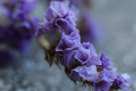 Limonium sinuatum, commonly known as wavyleaf sea lavender, statice, sea lavender, notch leaf marsh rosemary, sea pinkの写真素材