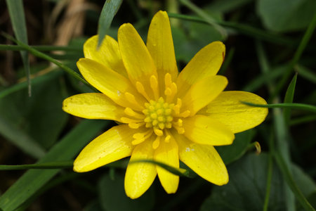 beautiful Ficaria verna, commonly known as lesser celandine or pilewort in the garden