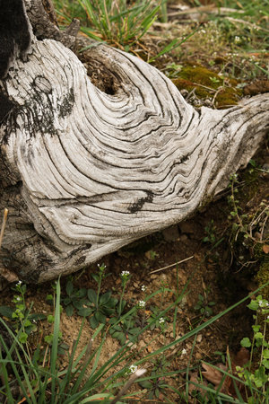 Old tree stump with moss and lichen in the meadow.の写真素材