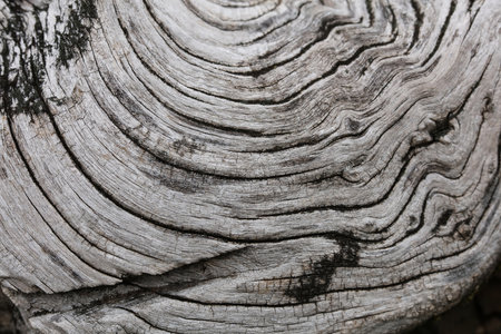 Close up of old wood texture. Abstract background and texture for design.