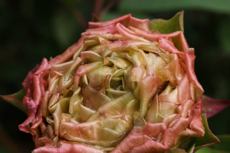 Pink peony bud with water drops on petals, close-upの写真素材
