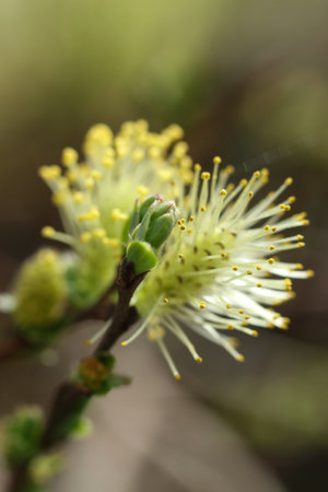 blossoming willow branch in spring, close-up photo