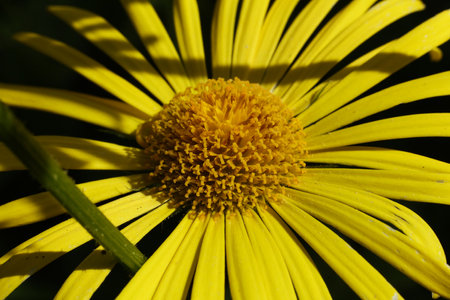bright yellow Doronicum orientale 'Little Leo' flowersの写真素材